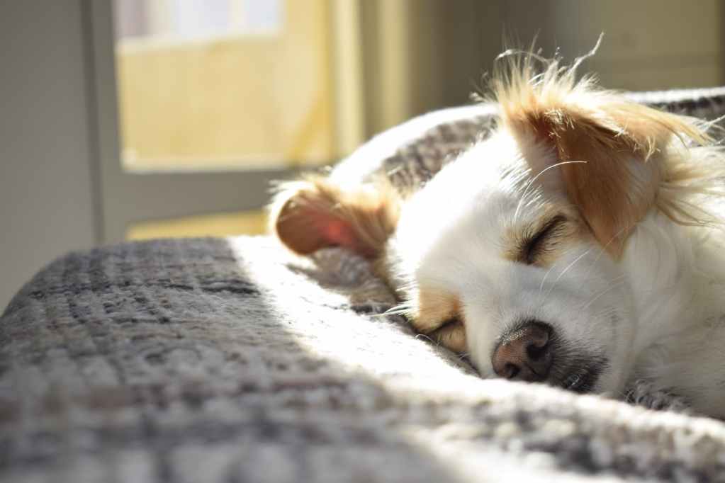 closeup photography of adult short coated tan and white dog sleeping on gray textile at daytime