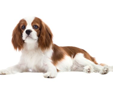 pure-bred dog, puppy Cavalier King Charles Spaniel, lie on white background, isolated